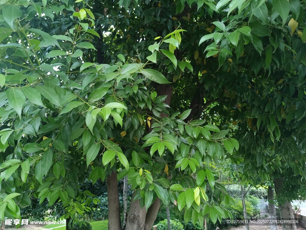 繁茂绿树展现自然生机