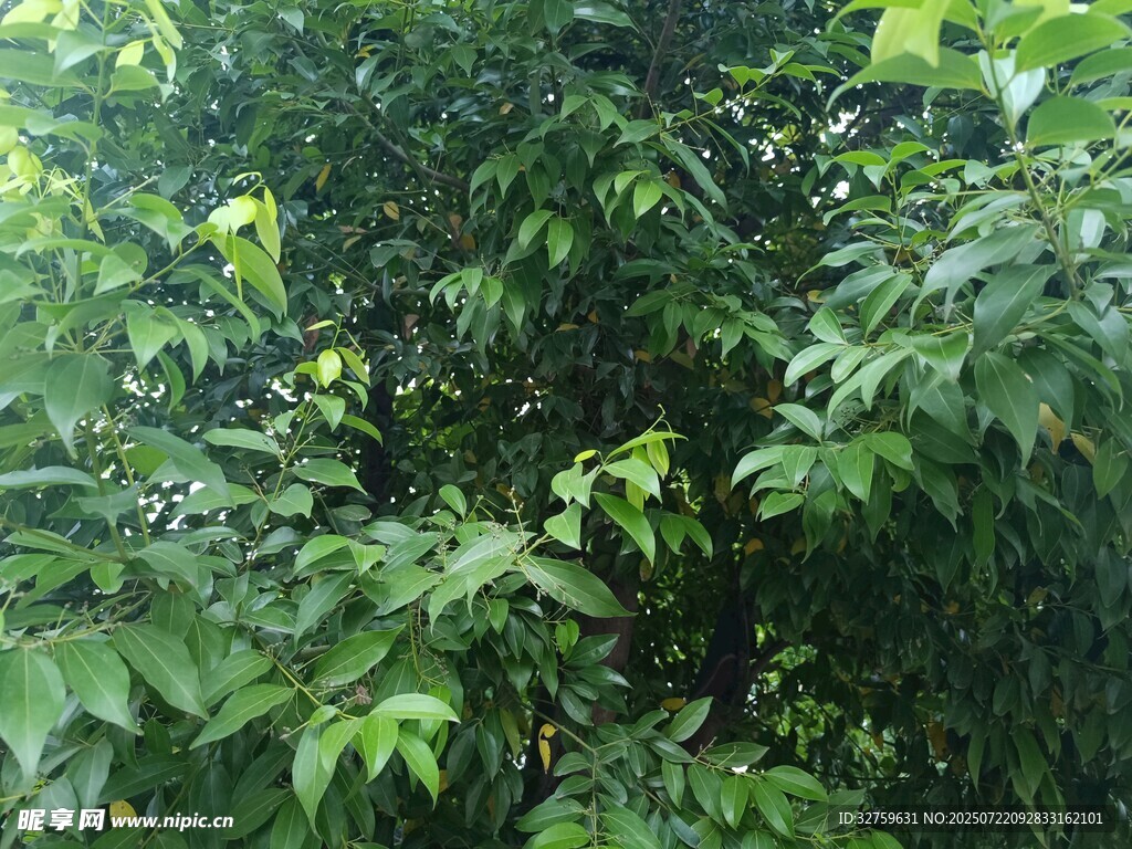 繁茂绿叶的生机景象