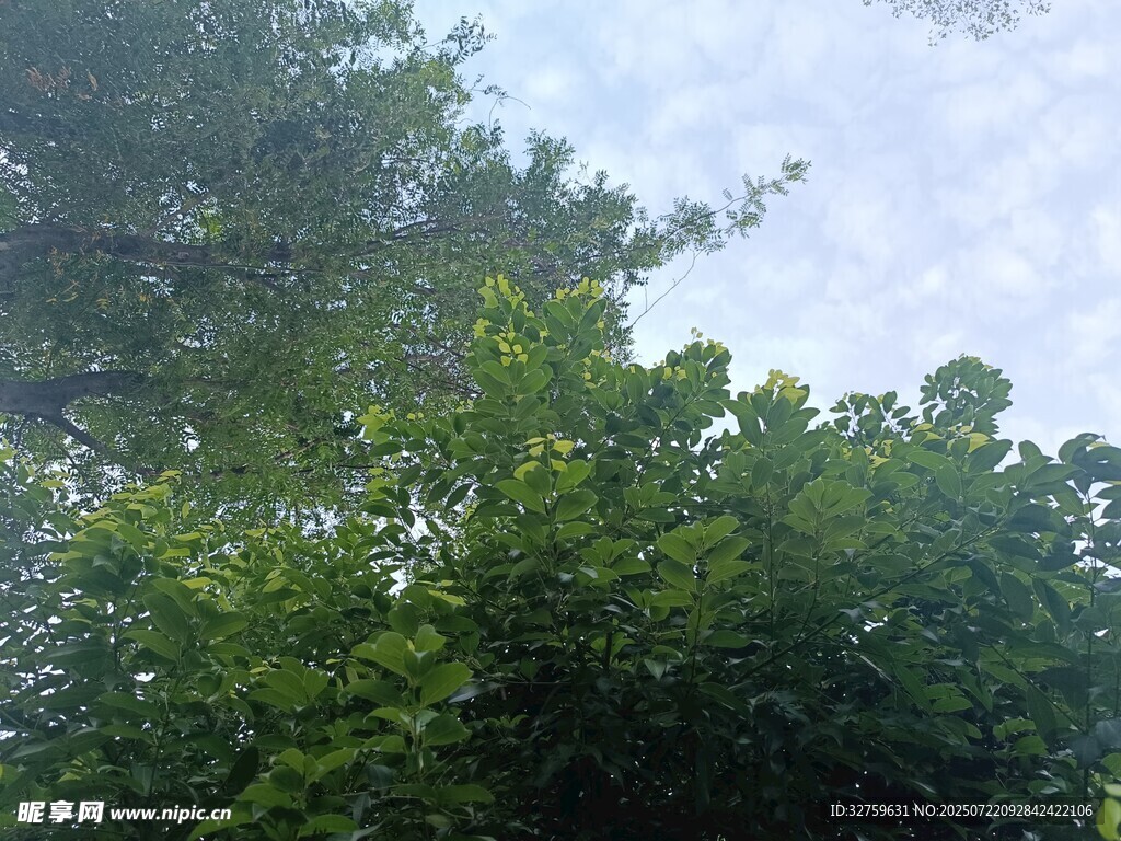 繁茂绿树映衬蓝天