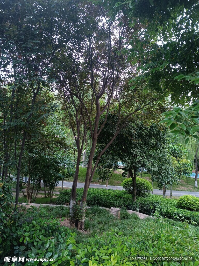 绿意盎然的林间小道
