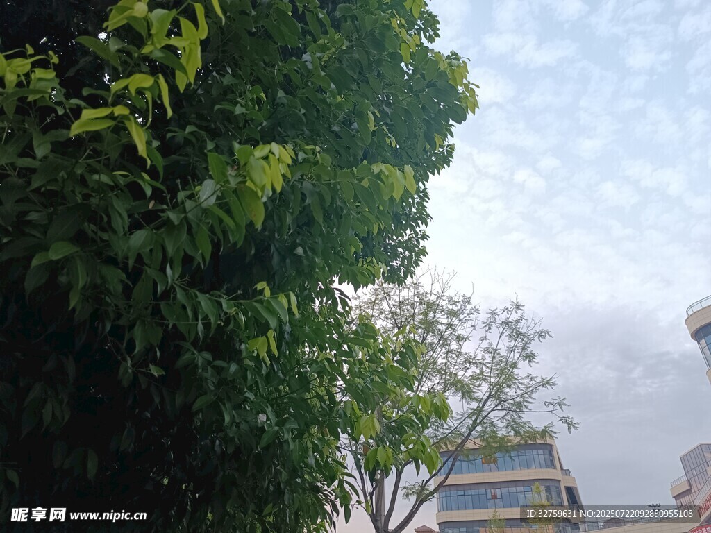 绿树掩映下的城市建筑
