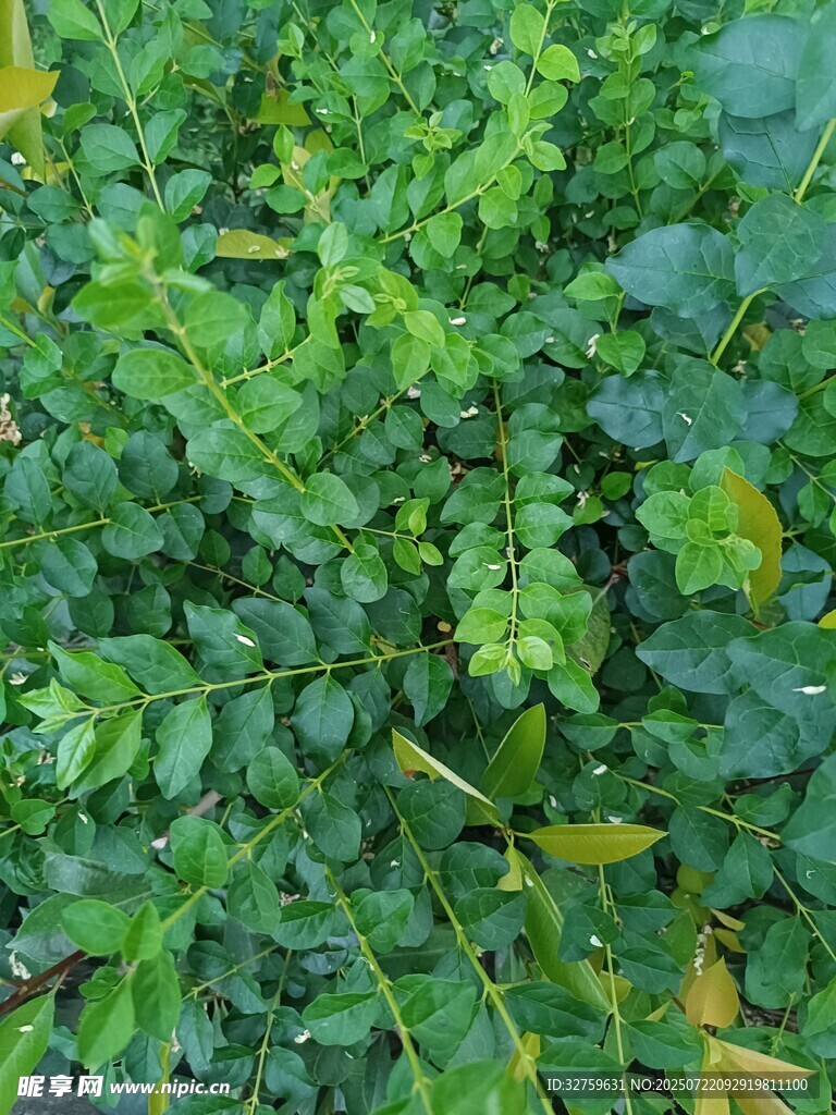 翠绿繁茂的野生植物