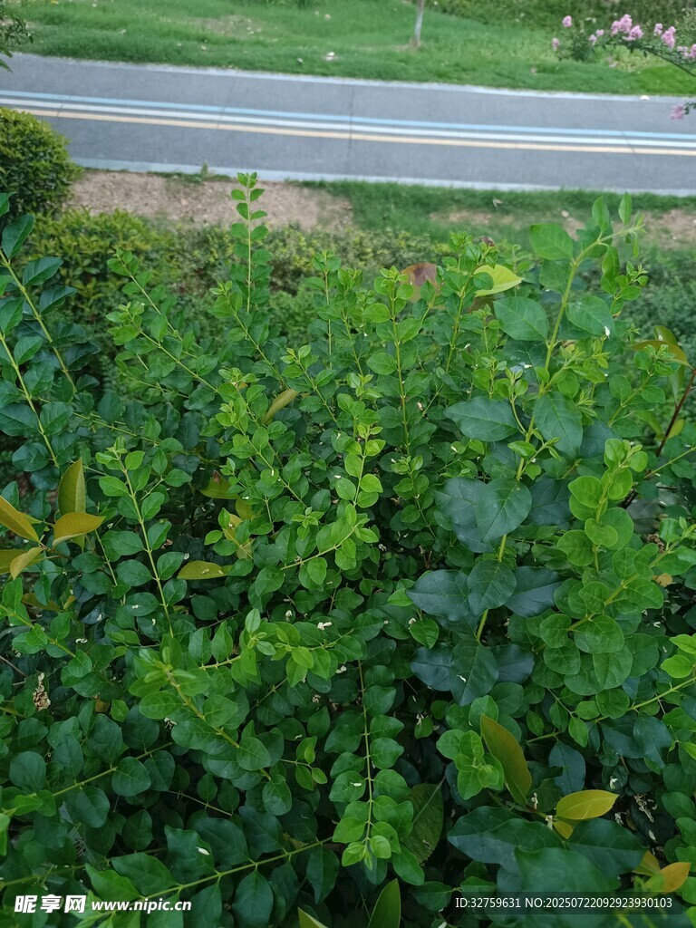 路边繁茂的绿色植物