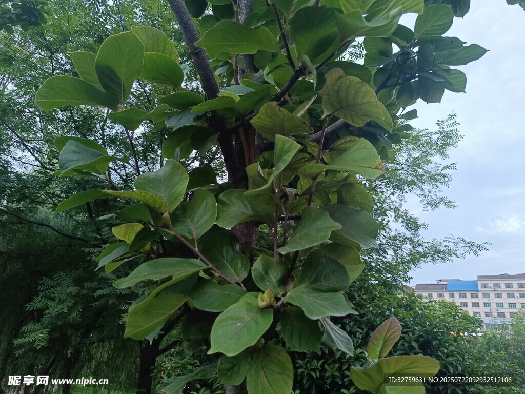 绿叶繁茂的树木