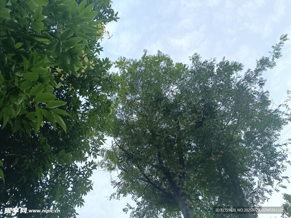 仰视绿树蓝天美景