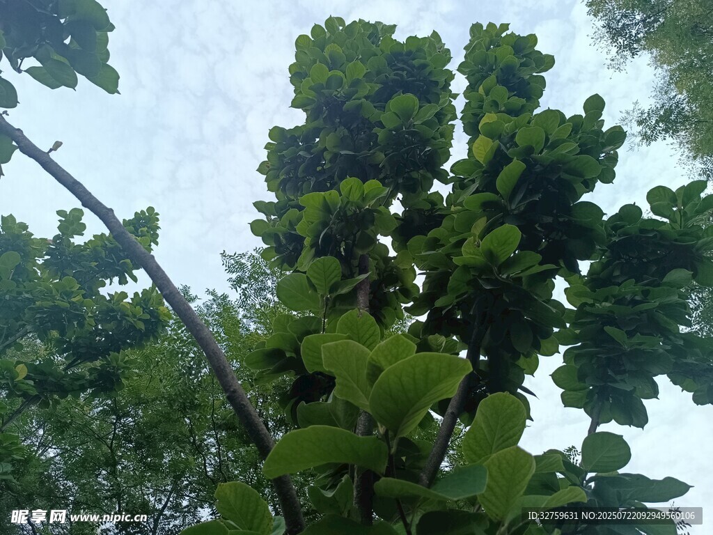 繁茂绿树