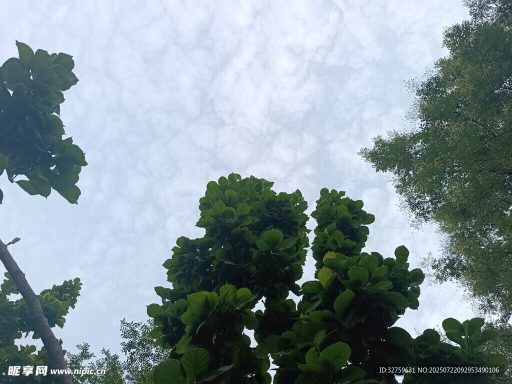 仰视茂密树冠