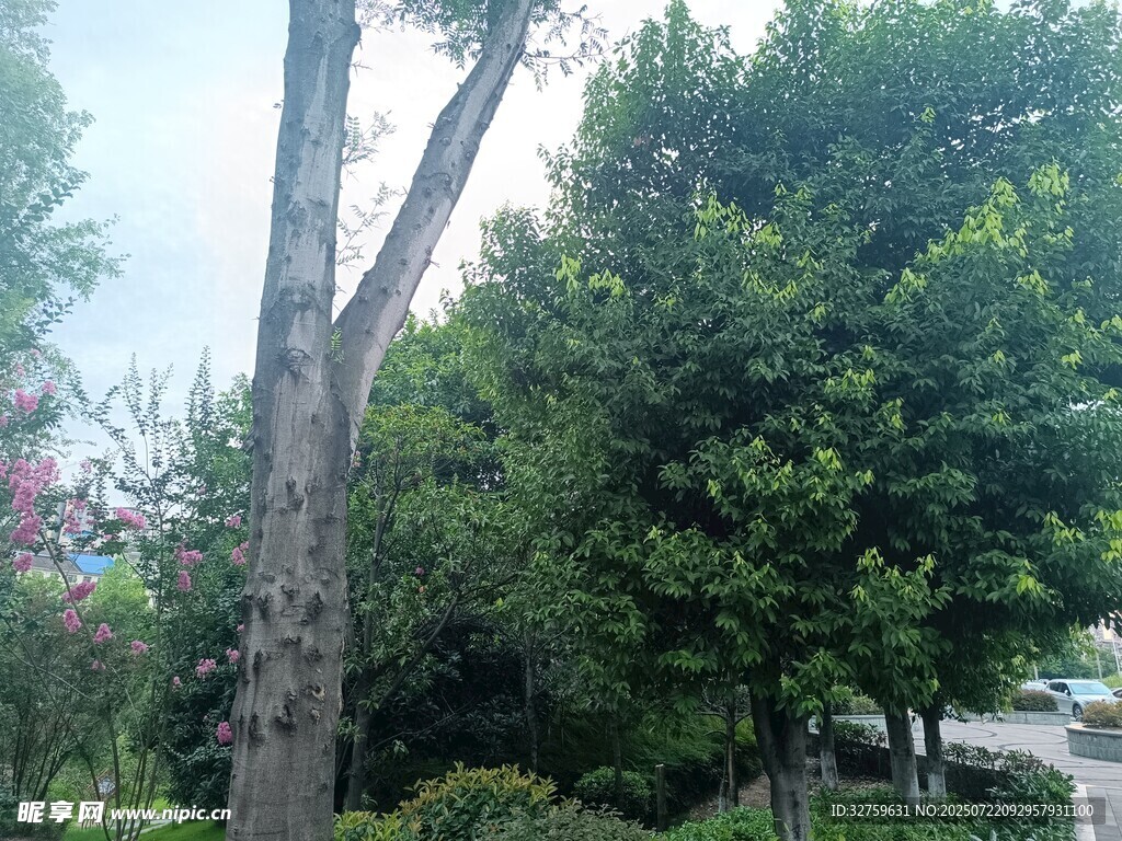 户外绿树景观
