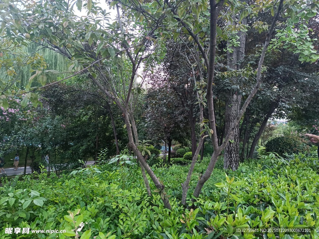 繁茂绿植环绕的树林景象