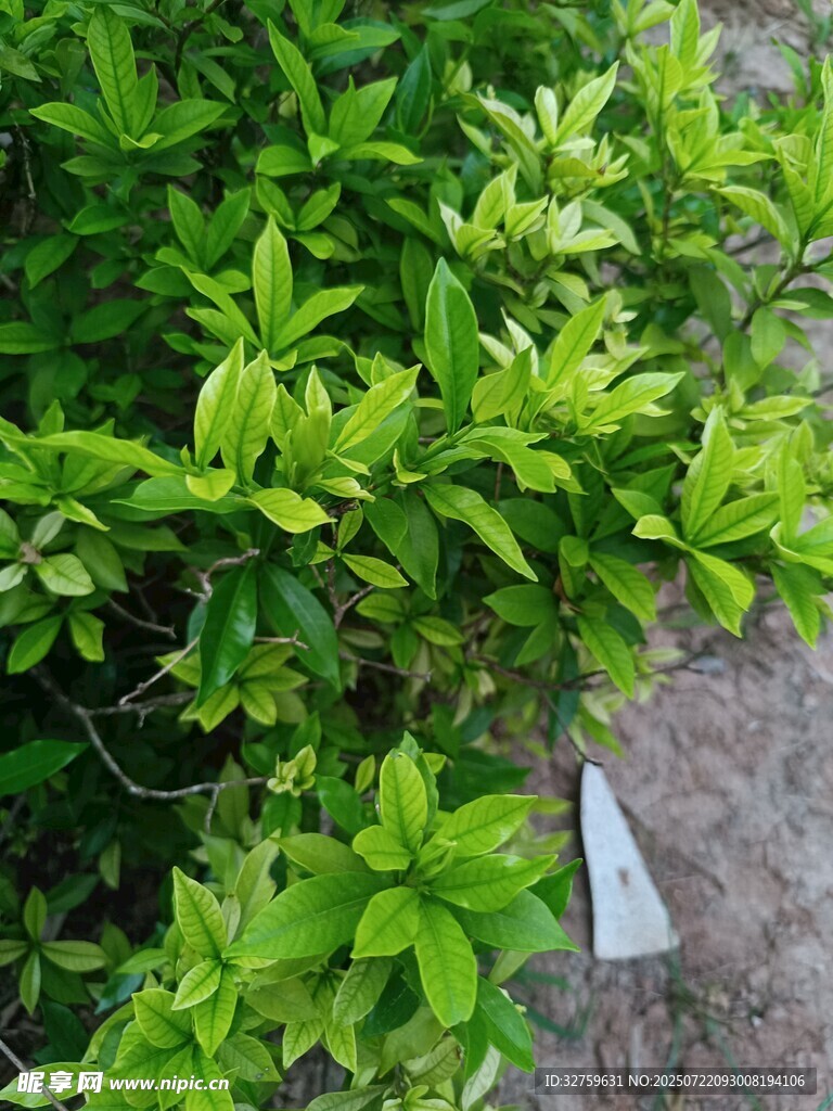 翠绿繁茂的绿植一角