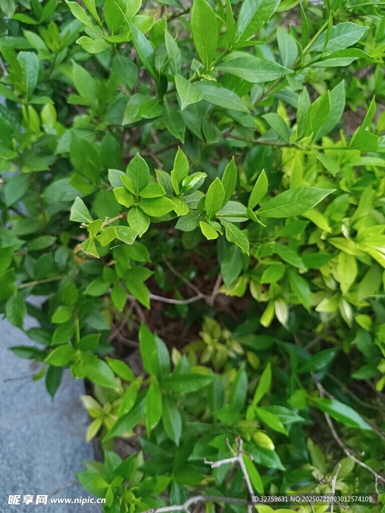 翠绿繁茂的路边绿植