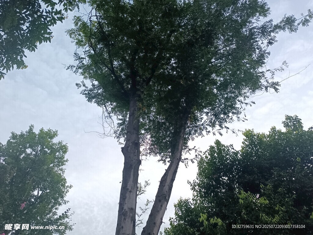 挺拔树木与朦胧天空