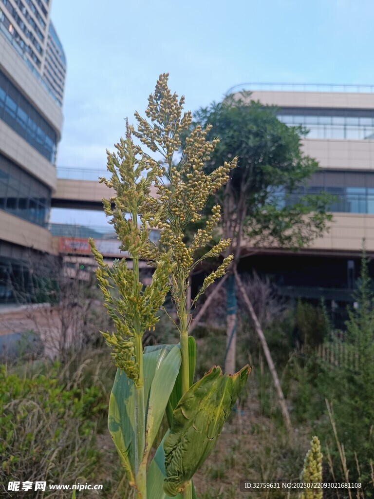 楼前绿植中的挺拔花卉高粱