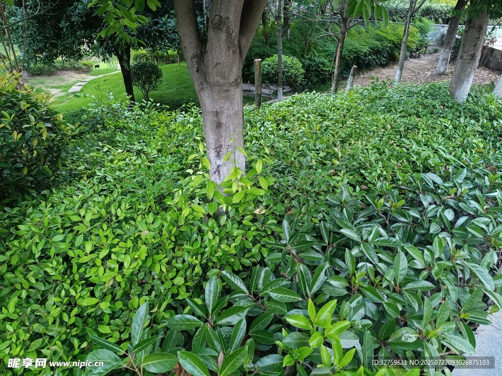 绿意盎然的园林植物景观