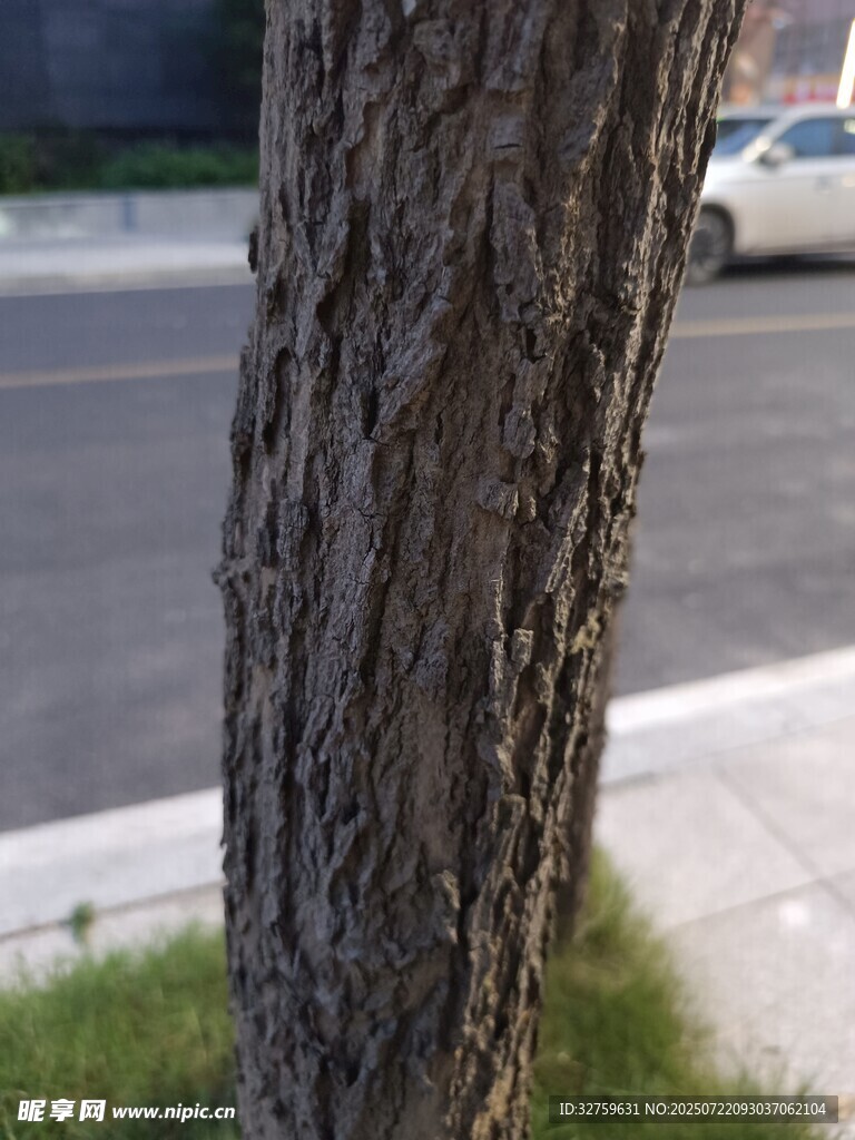街边树干特写