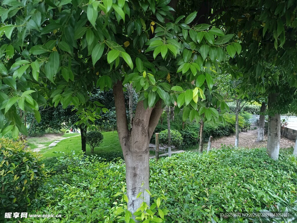 绿叶繁茂的树木景观