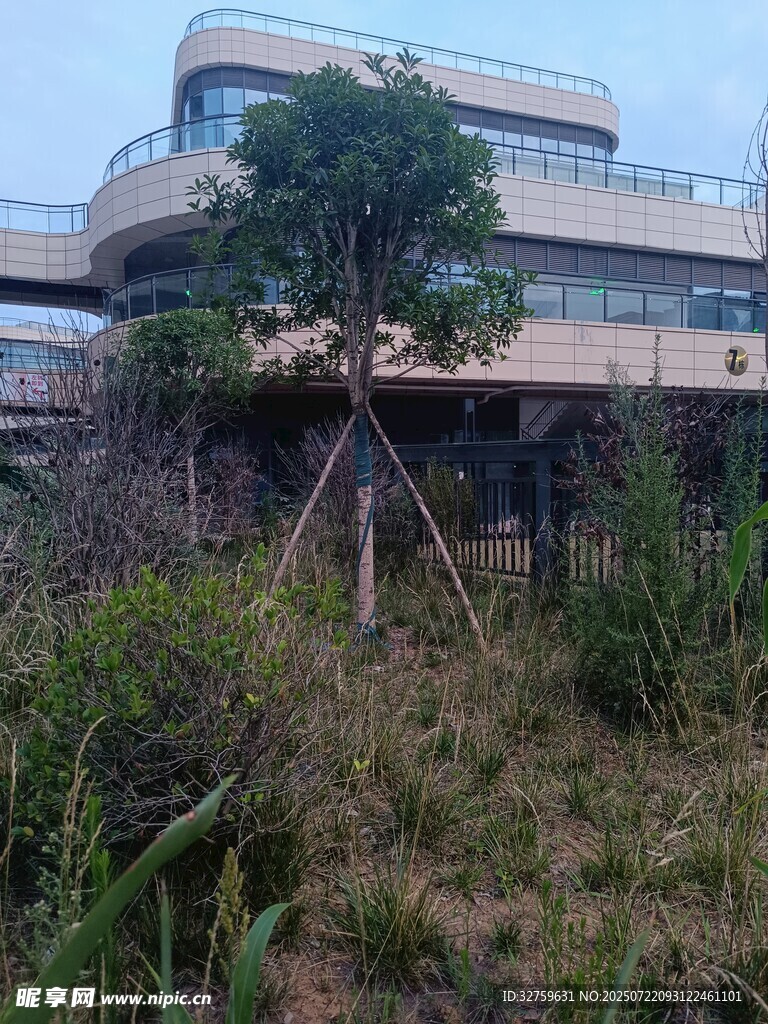 楼前绿树与繁茂草地