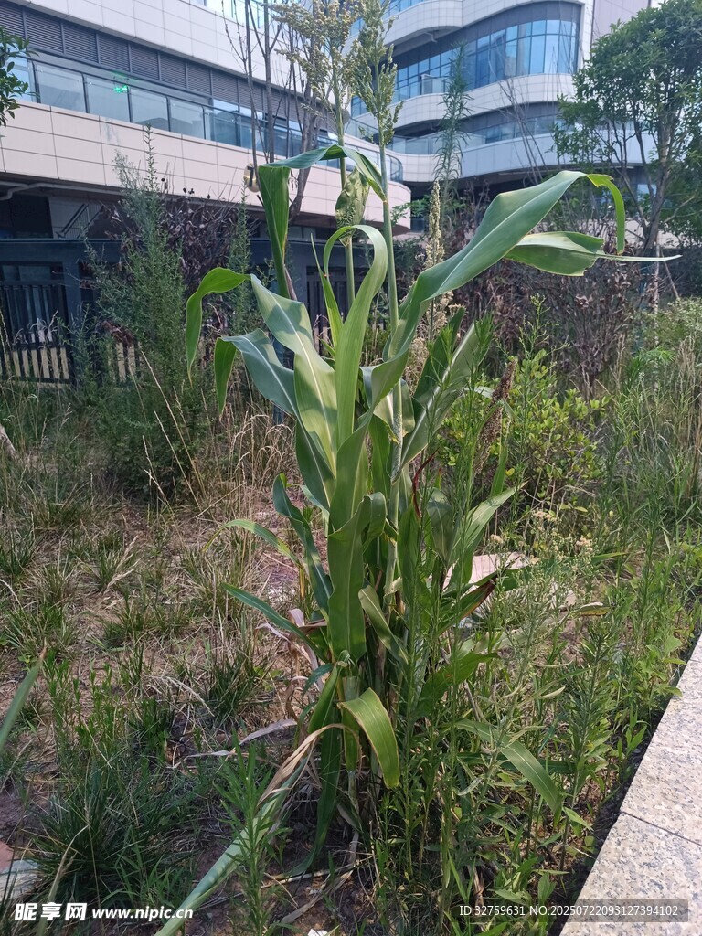 办公楼旁的绿植景观