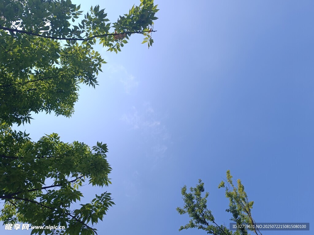 仰视蓝天绿树的清新景象
