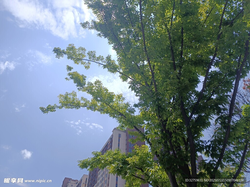 蓝天绿树间的城市景致