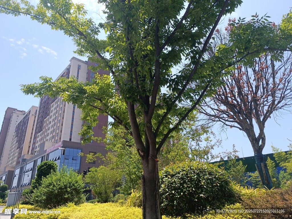 城市中的绿树与高楼景观