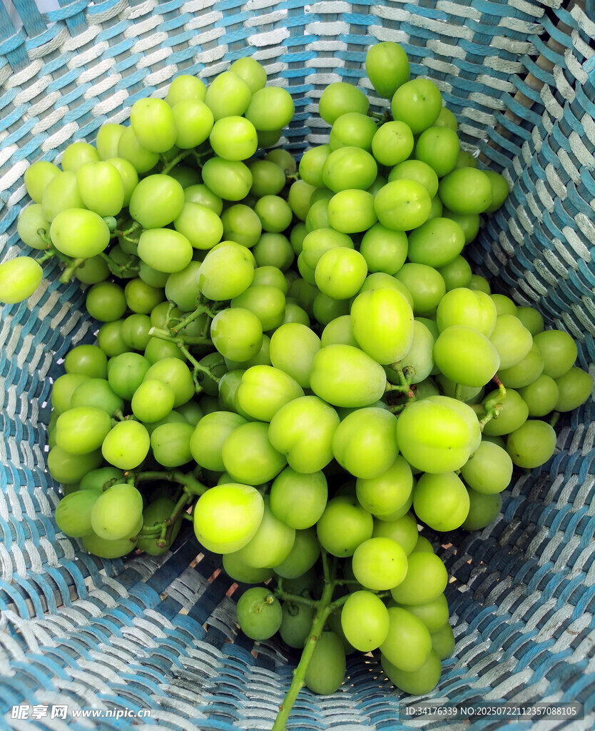 葡萄