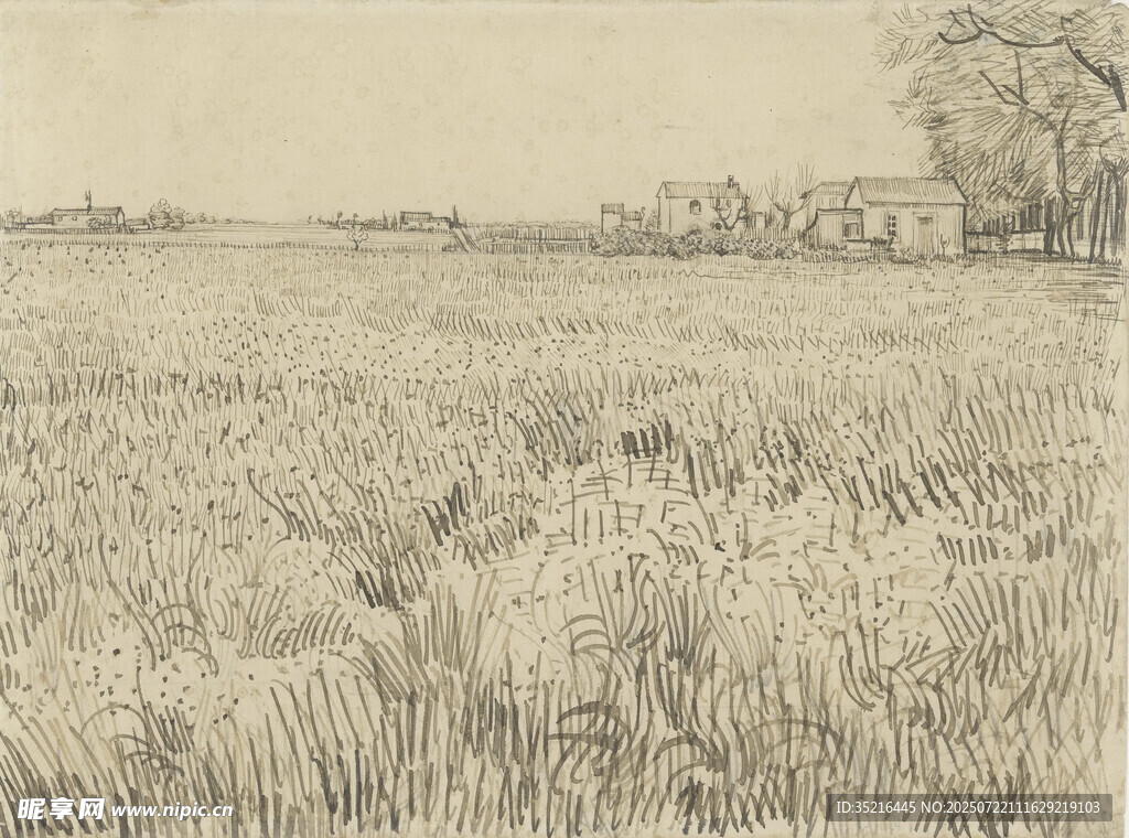 广袤麦田风景