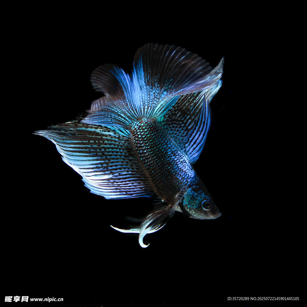 梦幻蓝尾斗鱼