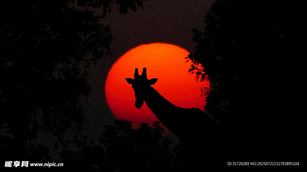 夕阳下长颈鹿的剪影