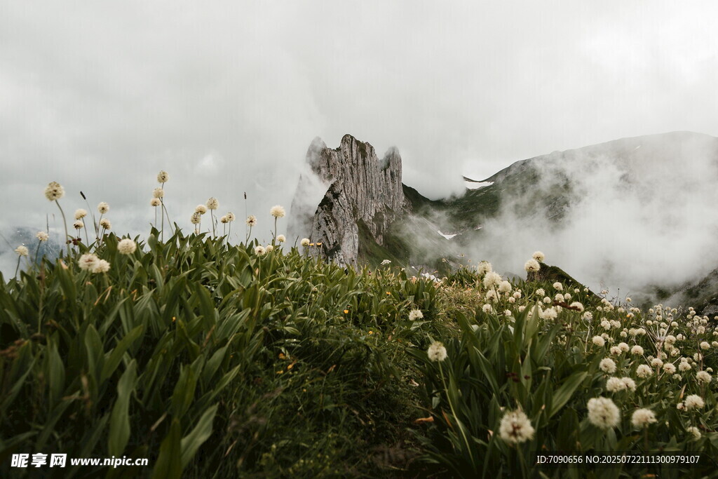 云雾中的山花与巍峨山峰