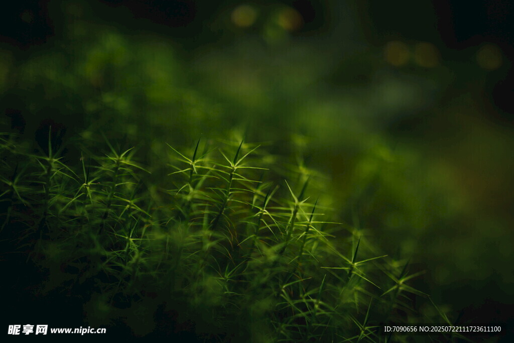 翠绿植物特写