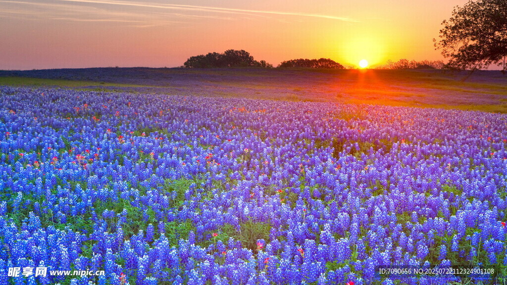 夕阳下的蓝花田野