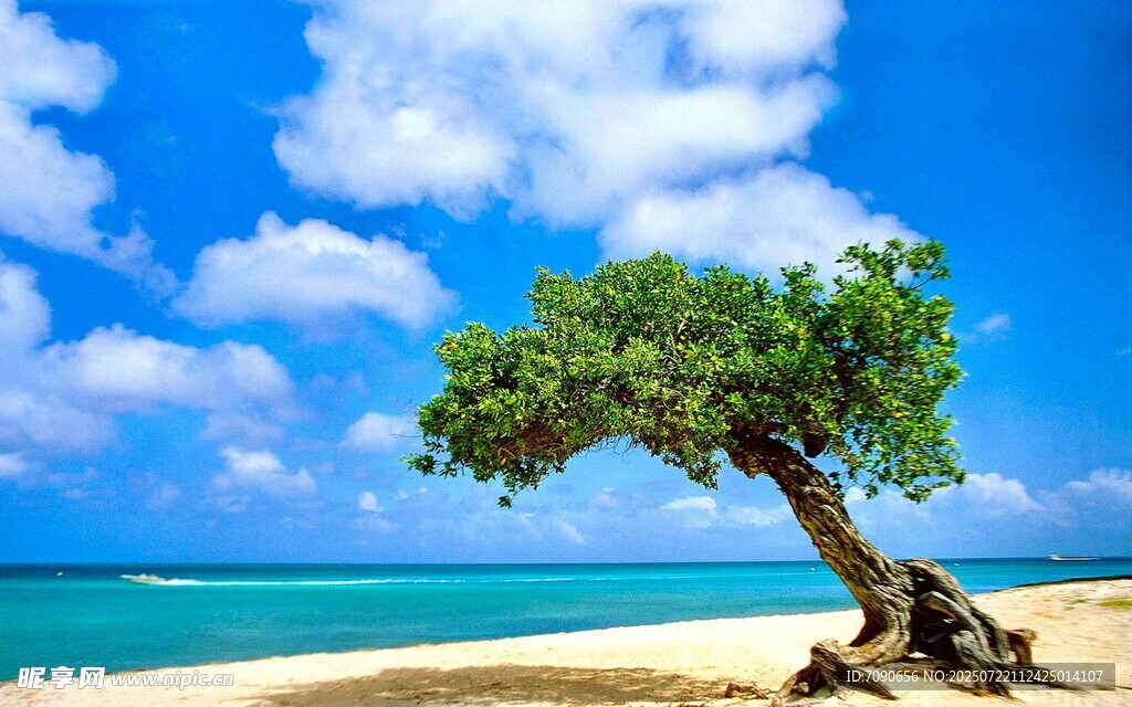 海边孤树碧海蓝天美景