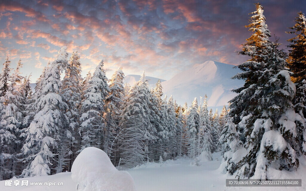 冬日雪景中的松林美景