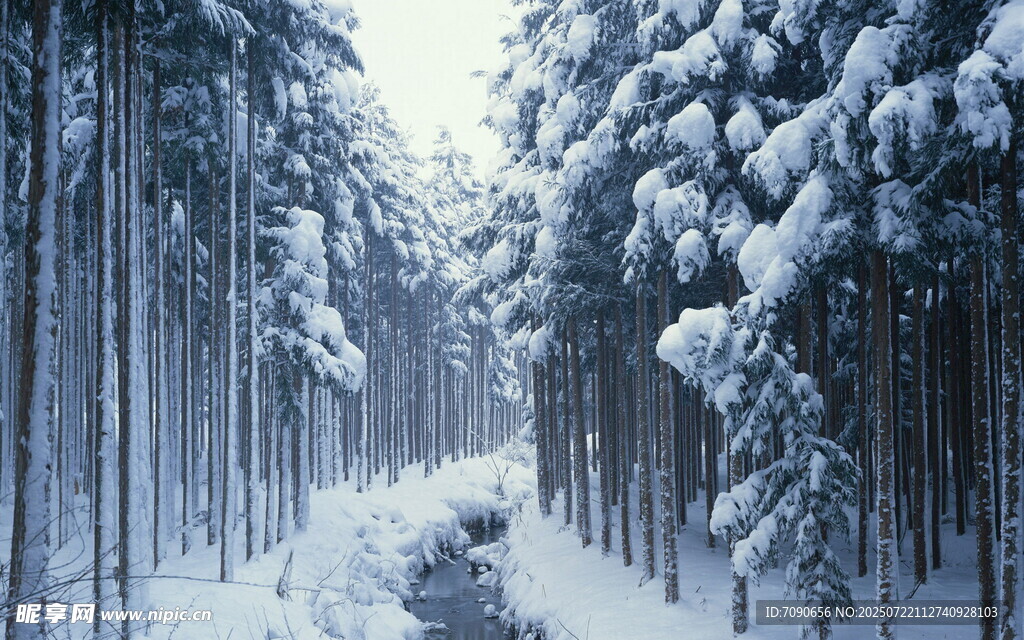 雪覆森林中的静谧小道