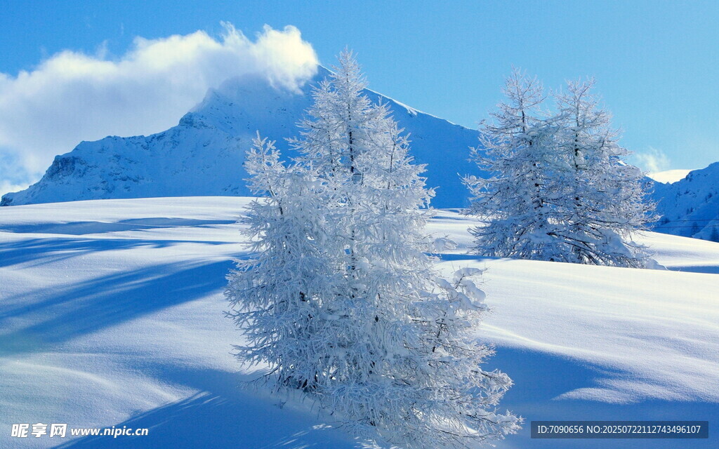 冬日雪景中的银白树木