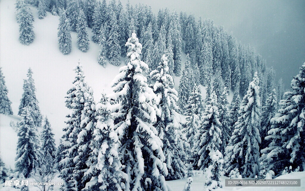 雪覆松林的冬日美景
