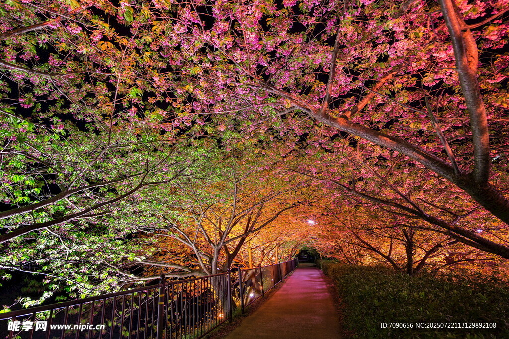 夜赏烂漫樱花小道