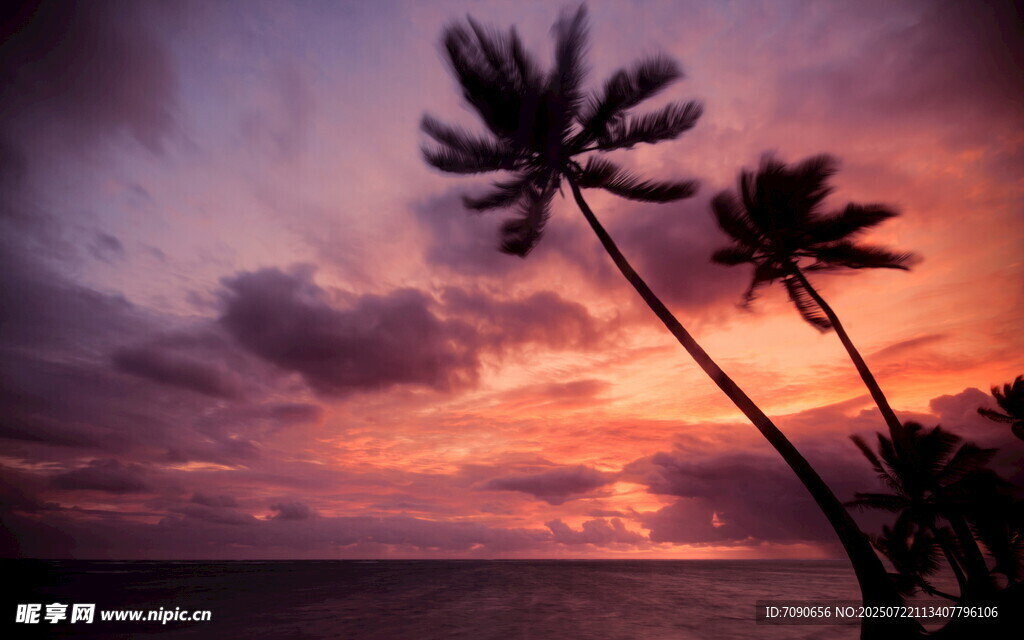 夕阳下的海边椰树美景