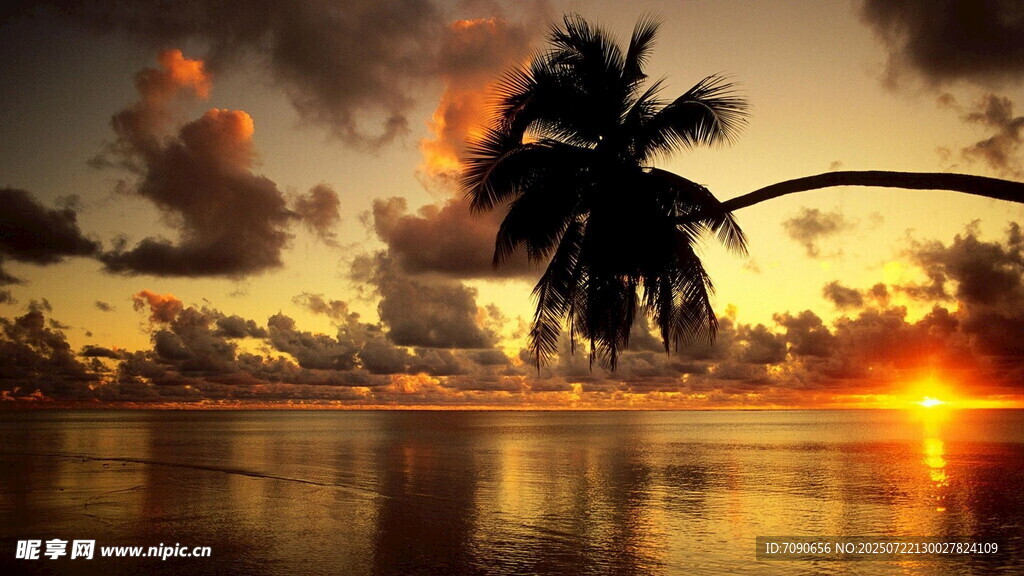 海边日落椰树美景