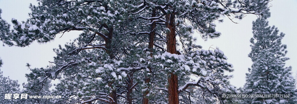 雪覆松树美景