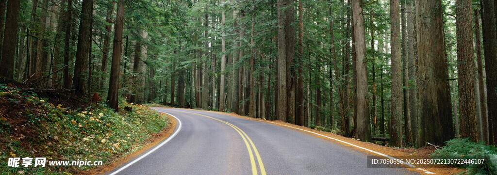 林间蜿蜒公路美景