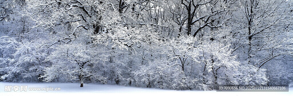 冬日雪景中的银白树林