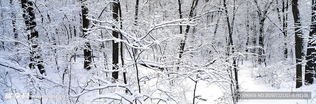 冬日雪林美景