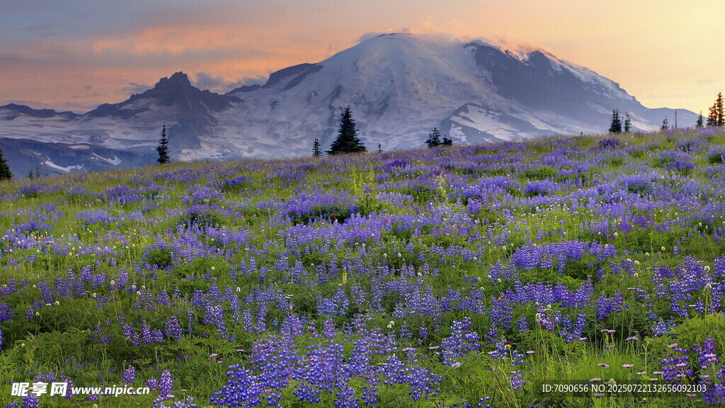 山间紫色花海与壮丽山峰