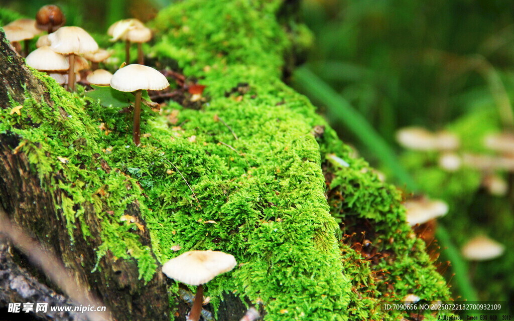 青苔上的蘑菇群