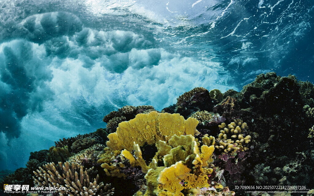 海边礁石上的黄色海藻