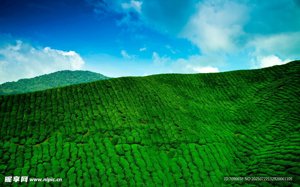 翠绿山丘蓝天白云美景