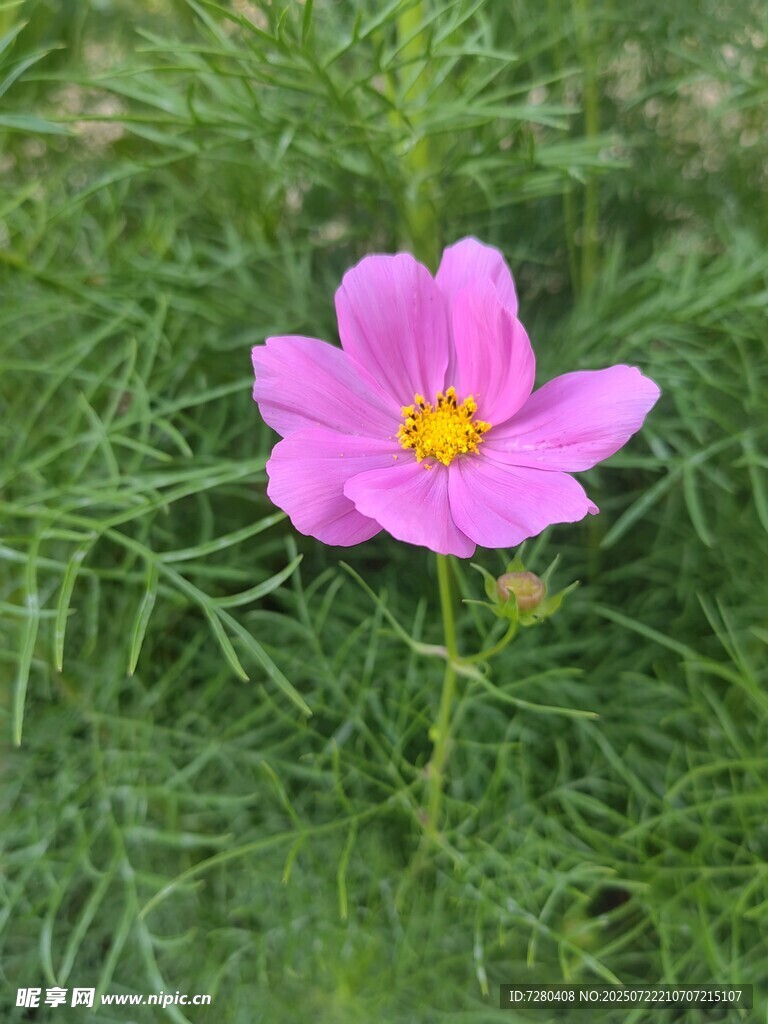 娇艳粉色格桑花绽放