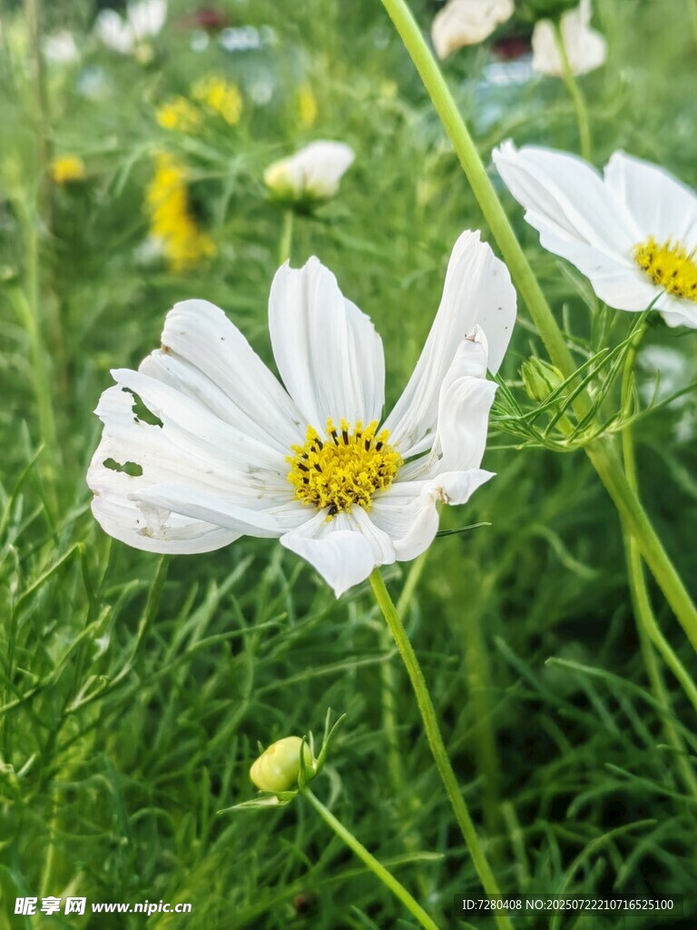 白色波斯菊绽放于绿野